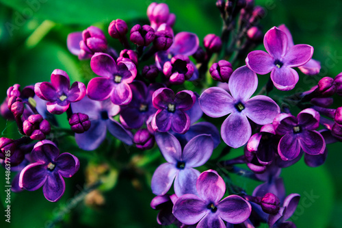 Flowering Purple Spring Lilac Blossoms