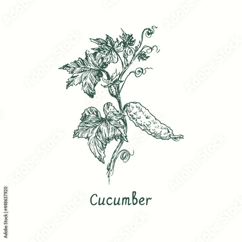Cucumber plant with cucumbers, leaves and flowers. Ink black and white doodle drawing in woodcut style