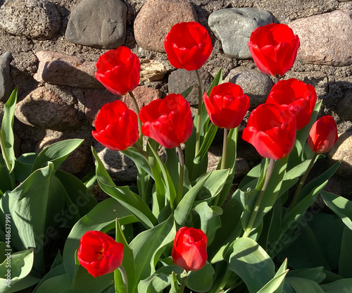 Thriving Bright Red April Tulips