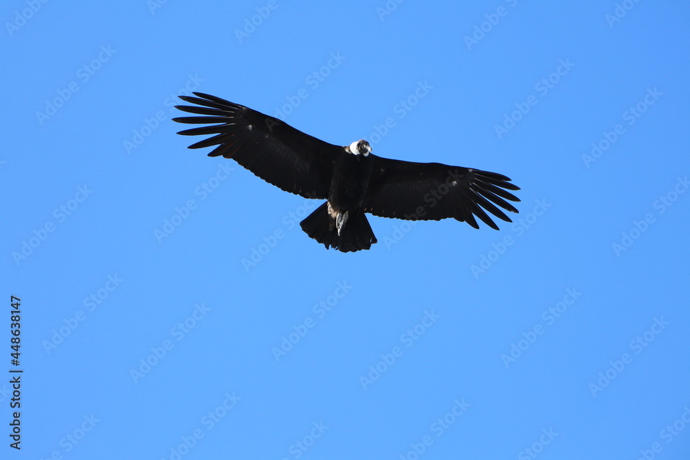 Fototapeta premium Condor flying in the sky.