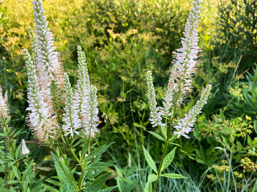 Blossoming Culver's Root With Insect photo