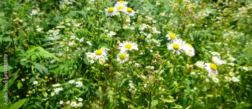 Fleabane Flowers