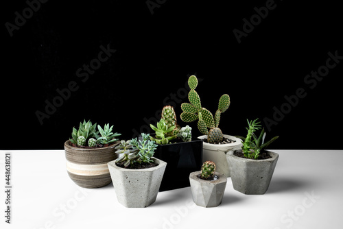 Suculentas e cactus em pequenos vasos de concreto photo