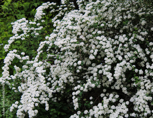 Shrub with White Flowering Blossoms