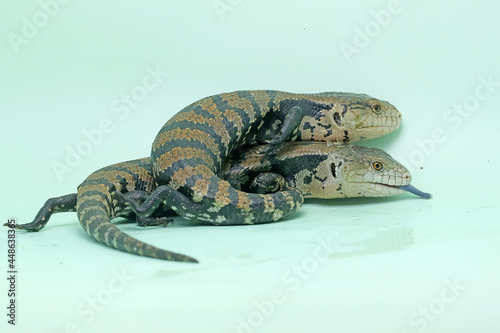 Two blue tongued skinks (Tiliqua sp) are starting their daily activities. photo