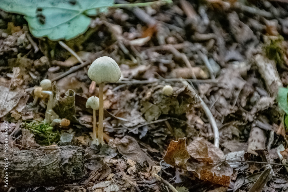 mushroom in the forest mushroom in the forest