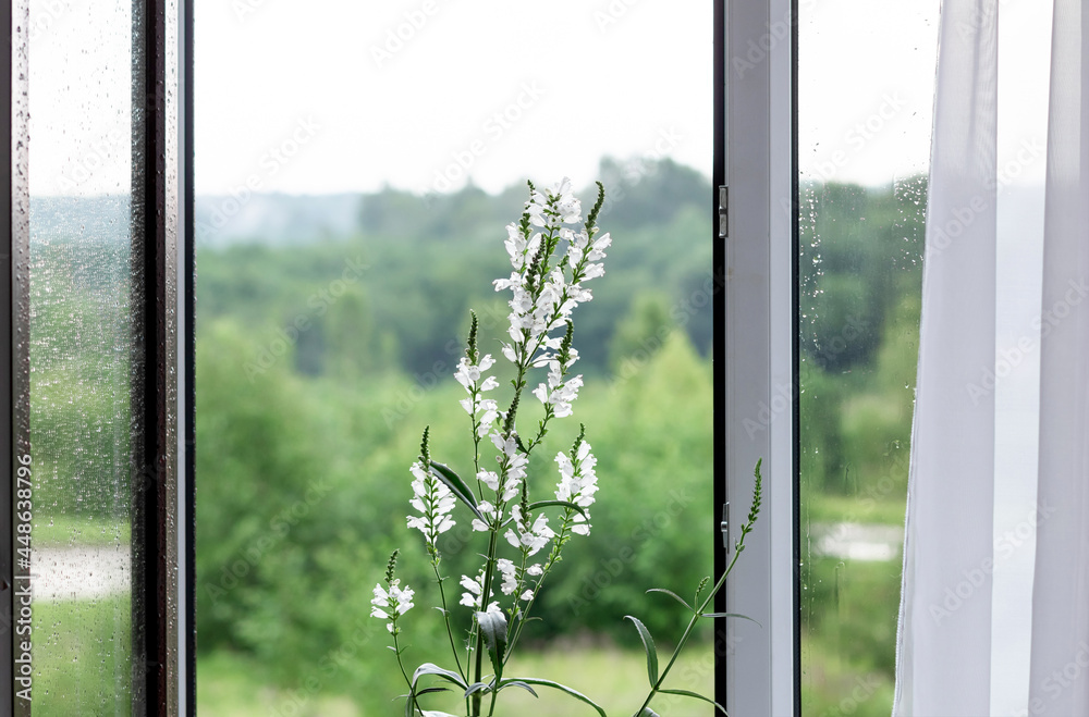 Naklejka premium Flowering plant Physostegia virginiana alba. Open window with drops on glass.