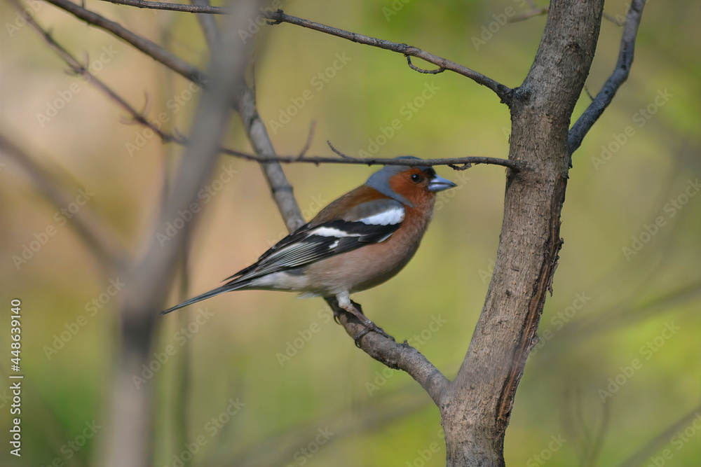 Fototapeta premium great spotted woodpecker on a branch