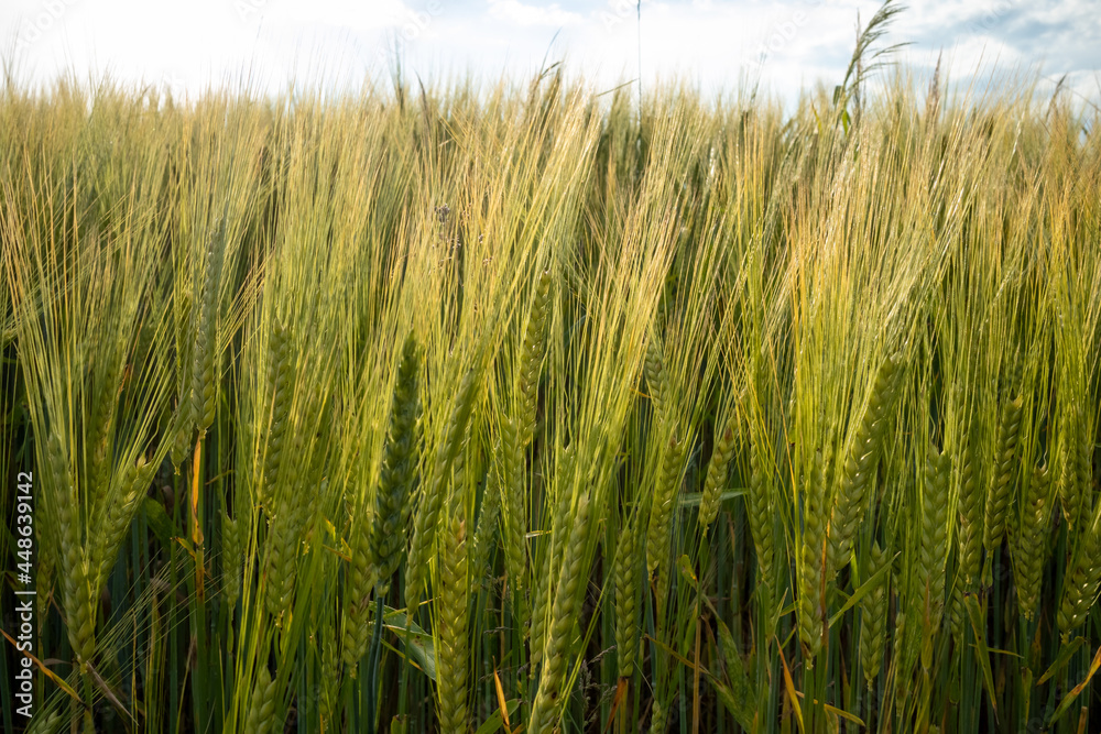 Ears of green grain swaying in the wind