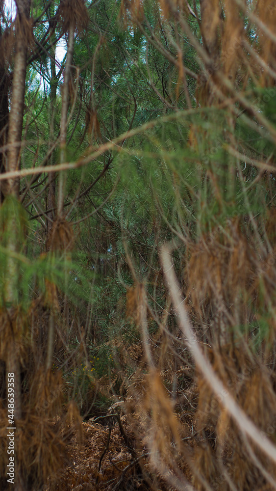Forêt des Landes de Gascogne, en période hivernale Forêt des Landes de Gascogne, en période hivernale