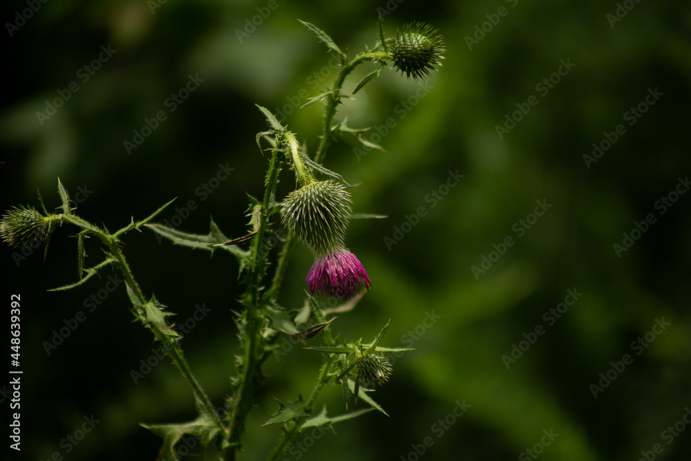 bud of a poppy bud of a poppy