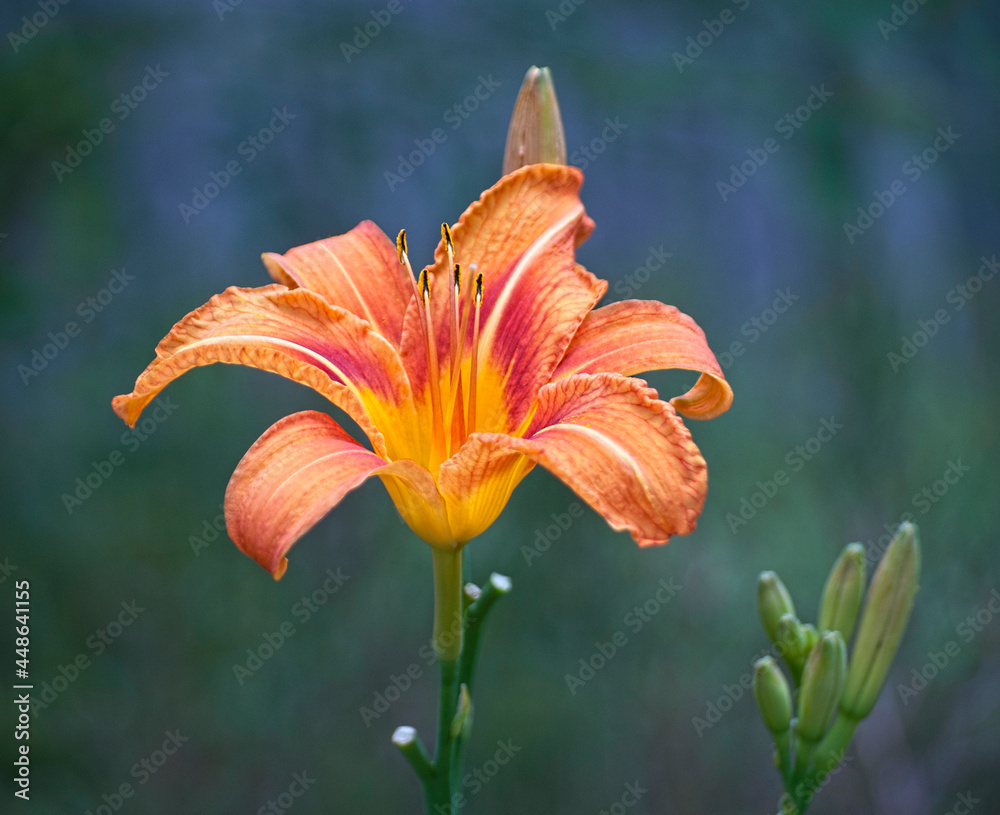 Orange Day Lily Orange Day Lily