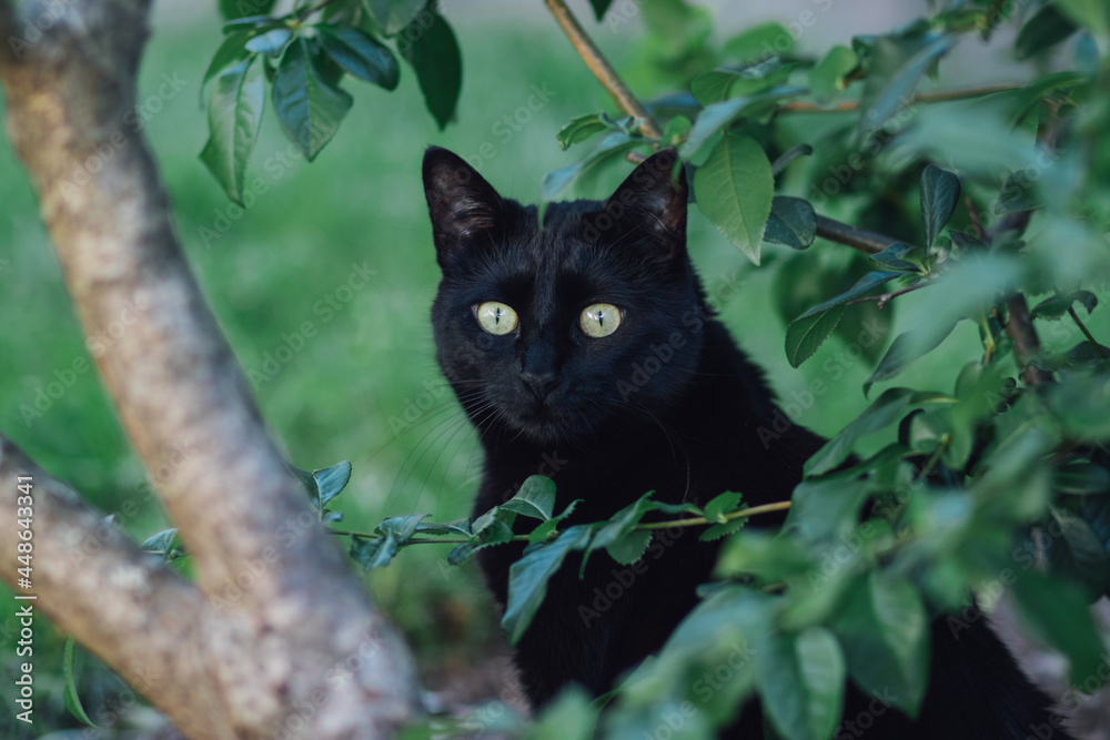 black cat outdoors behind a tree black cat outdoors behind a tree