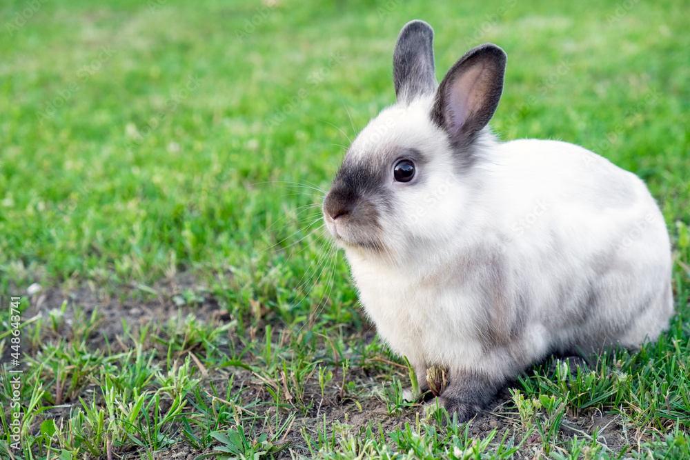 Little cute white with gray rabbit in green grass in summer day. Easter bunny concept. Little cute white with gray rabbit in green grass in summer day. Easter bunny concept.