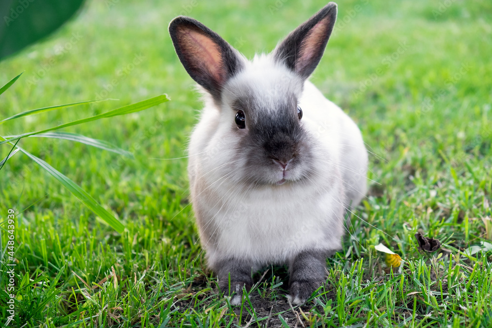 Funny little rabbit in green grass in summer day. Easter bunny concept. Funny little rabbit in green grass in summer day. Easter bunny concept.