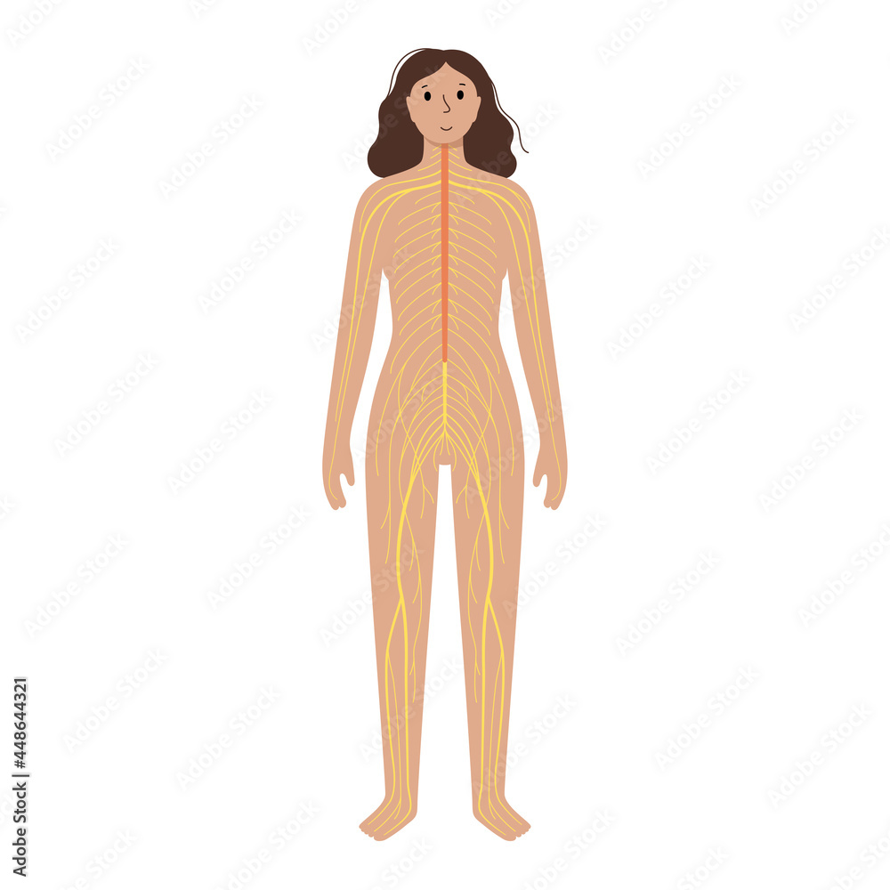 Fototapeta premium Human nervous system