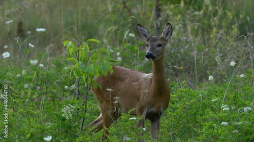 Roe Deer in natural environment (Capreolus capreolus) - (4K)