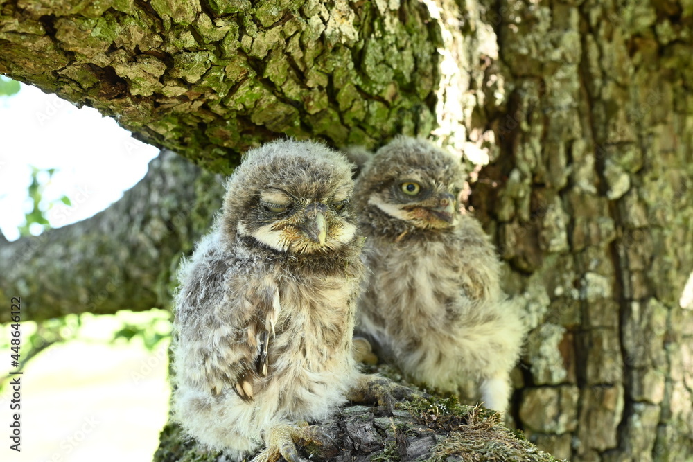 Obraz premium Steinkauz Küken (Athene noctua)