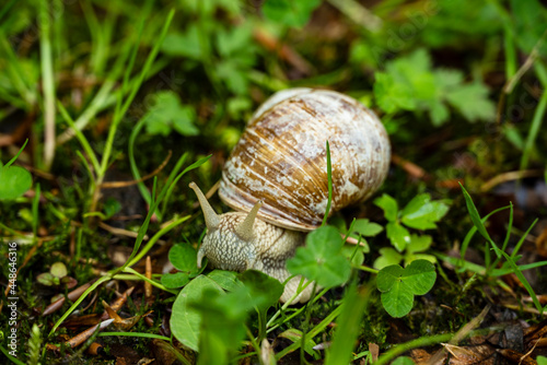 Close up of a Roman snail, Teutoburg Forest, North Rhine-Westphalia, Germany.