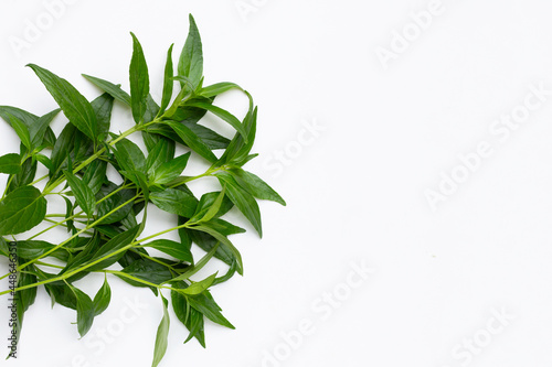 Cuadro en lienzo Kariyat or Andrographis paniculata green leaves on white background