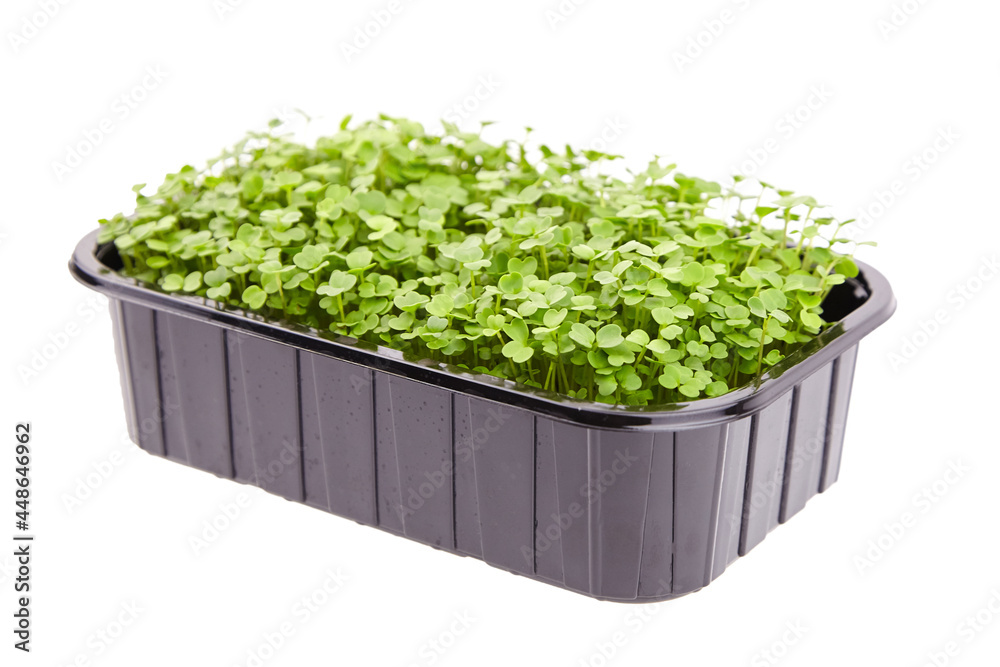 Fresh microgreens in black tray isolated on white background. Young arugula shoots Fresh microgreens in black tray isolated on white background. Young arugula shoots