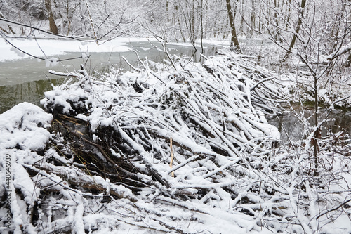 Beaver dam at a small river in winter forest. Pond and snowy trees. Winter nature