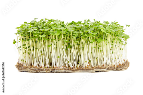 Fresh microgreens isolated on white background. Young arugula shoots