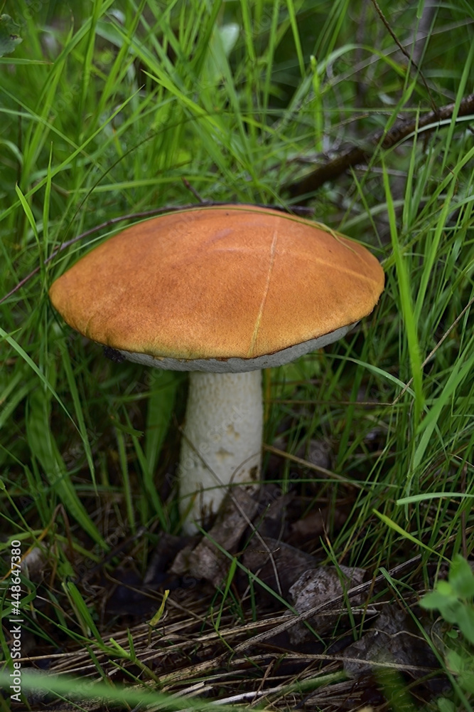 Boletus mushroom with a red cap (Redhead) Boletus mushroom with a red cap (Redhead)