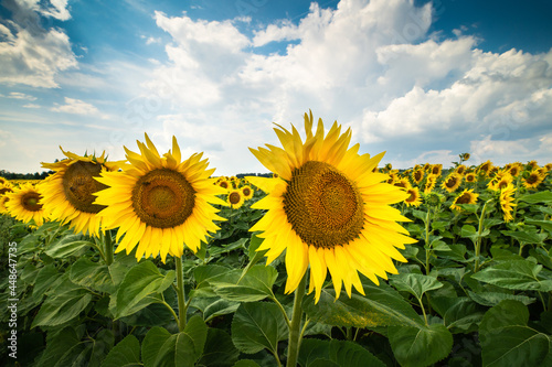 Sunflowers and blue sky