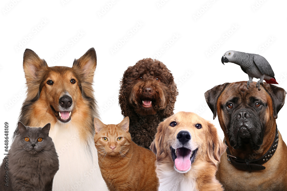 Beautiful cat and dog and a parrot in front a white background Beautiful cat and dog and a parrot in front a white background