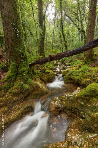 Tree fallen over a small river in a forest in the area of Galicia, Spain.