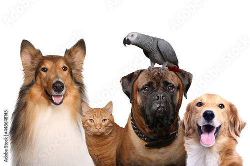 Beautiful cat and dog and a parrot in front a white background