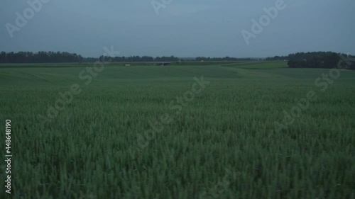 large field of young green wheat that grows in farming near highway in summer twilight photo