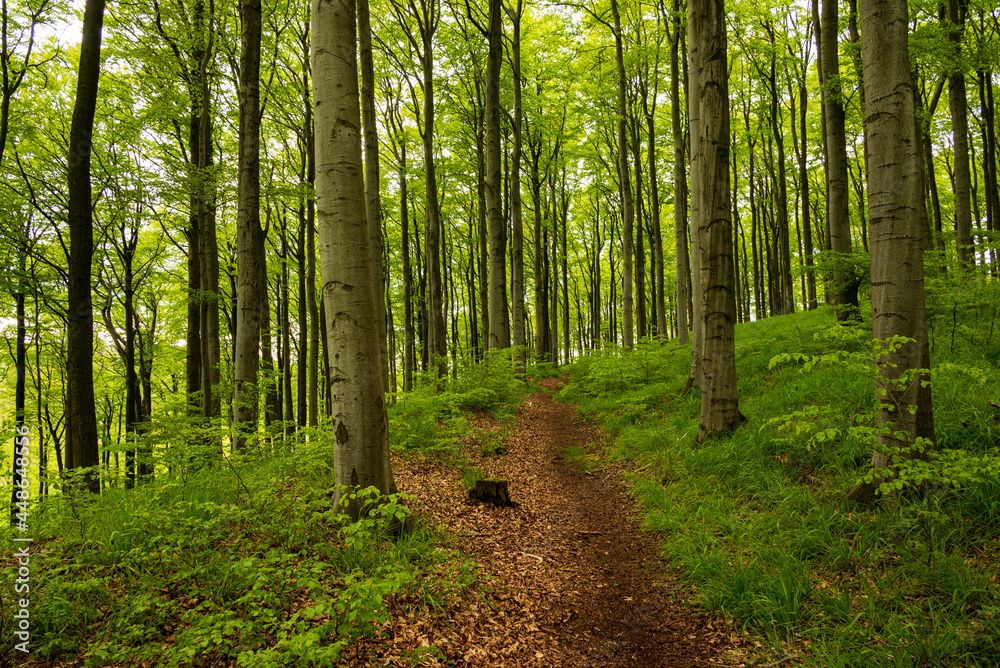Obraz premium Beautiful forest path in a spring beech forest on the Herlingsburg near Lügde, Teutoburg Forest, North Rhine-Westphalia, Germany.