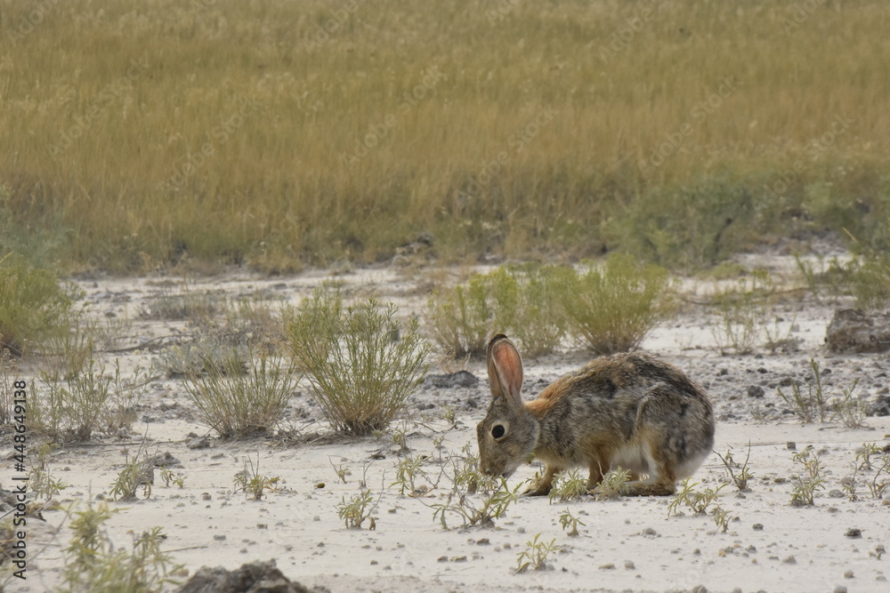 Obraz premium Desert Cottontail, Badlands National Park