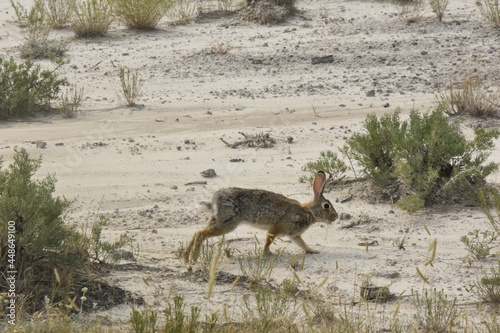 Desert Cottontail Running, Badlands National Park