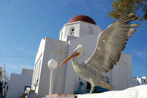 Pelican living in Mykonos town photo