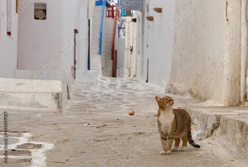 Cat living in Mykonos town photo
