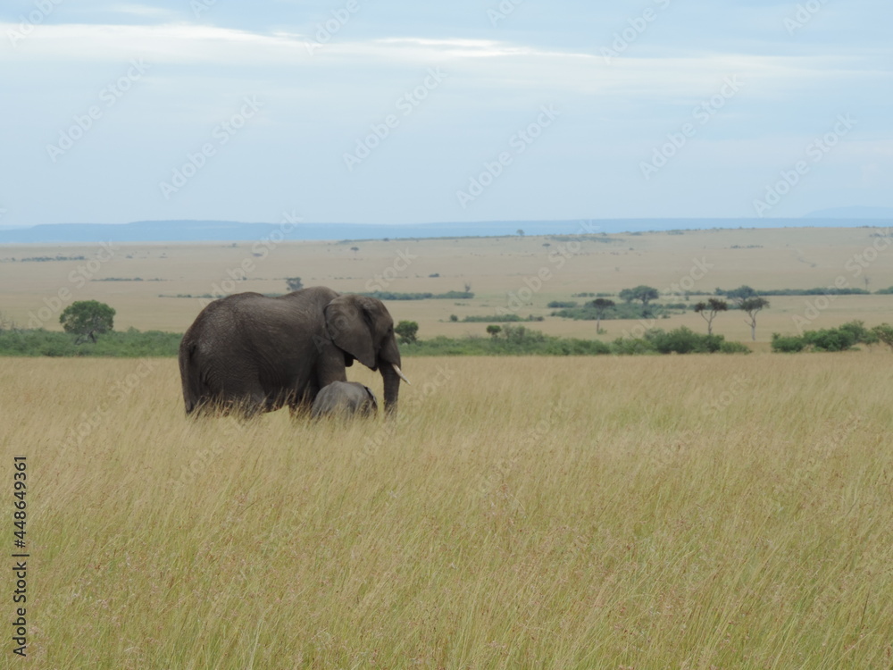 A wide shot of an elephant mother and her calf crossing the plains of the mara. A wide shot of an elephant mother and her calf crossing the plains of the mara.
