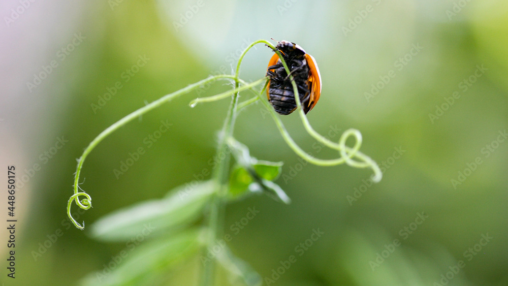 Fototapeta premium Ladybug sitting on a flower leaf warm spring day on a leaf insect beetle. Macro of seven spot ladybug Coccinella septempunctata .