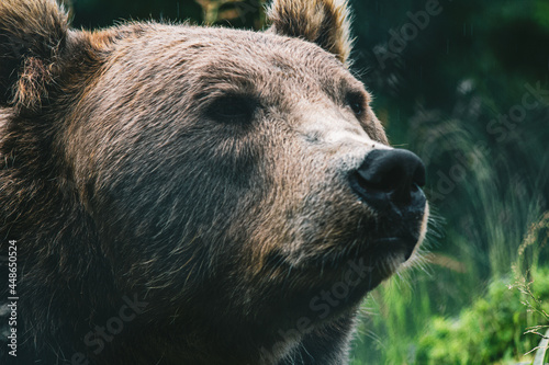 A brown norwegian bear in the rain, profile. 