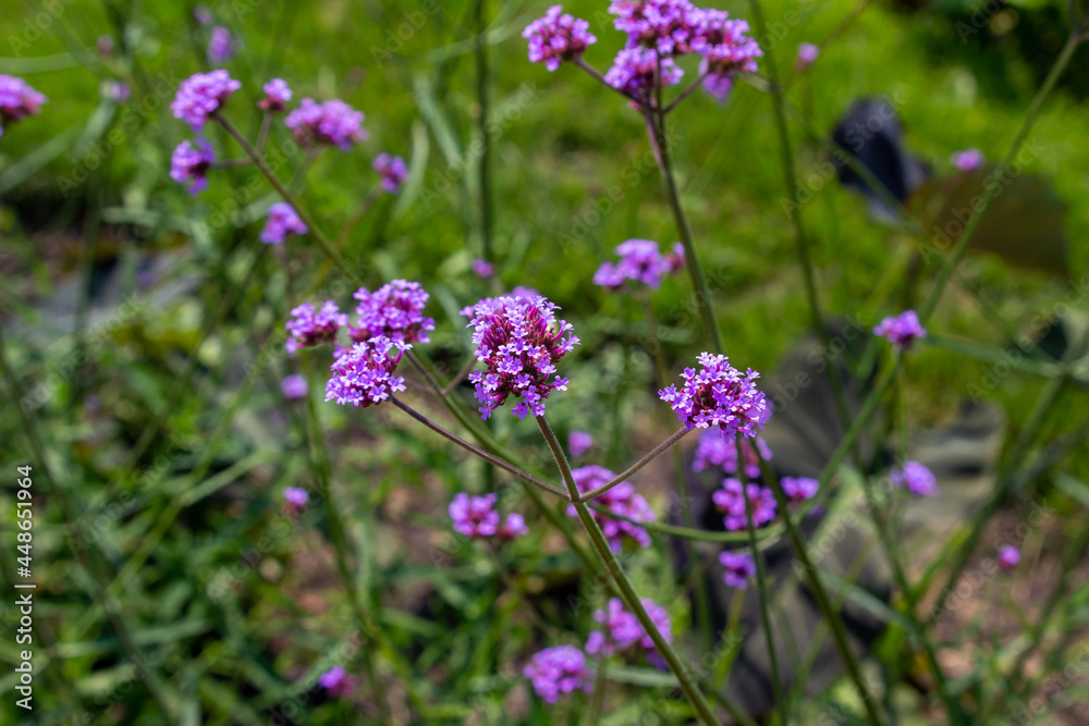 Close-up view of beautiful purple vervain flowers (verbena) blooming in a sunny ornamental garden
Close-up view of beautiful purple vervain flowers (verbena) blooming in a sunny ornamental garden