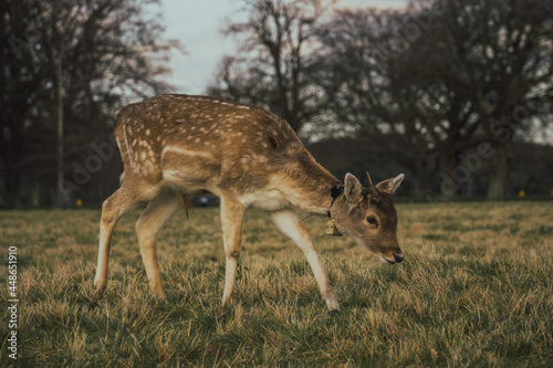 deer in the woods