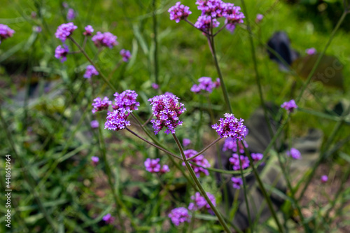 Close-up view of beautiful purple vervain flowers (verbena) blooming in a sunny ornamental garden 