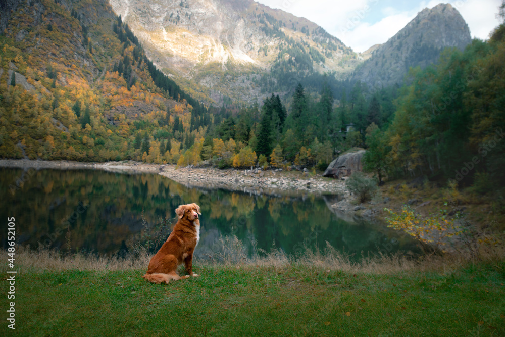 dog on a mountain lake in autumn. Traveling with a pet. red Nova Scotia Duck Tolling Retriever on nature background