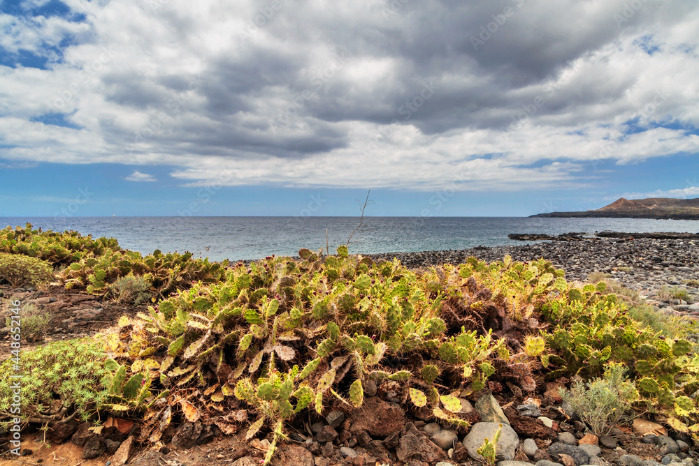 Canary Island spurge on stones beach Canary Island spurge on stones beach