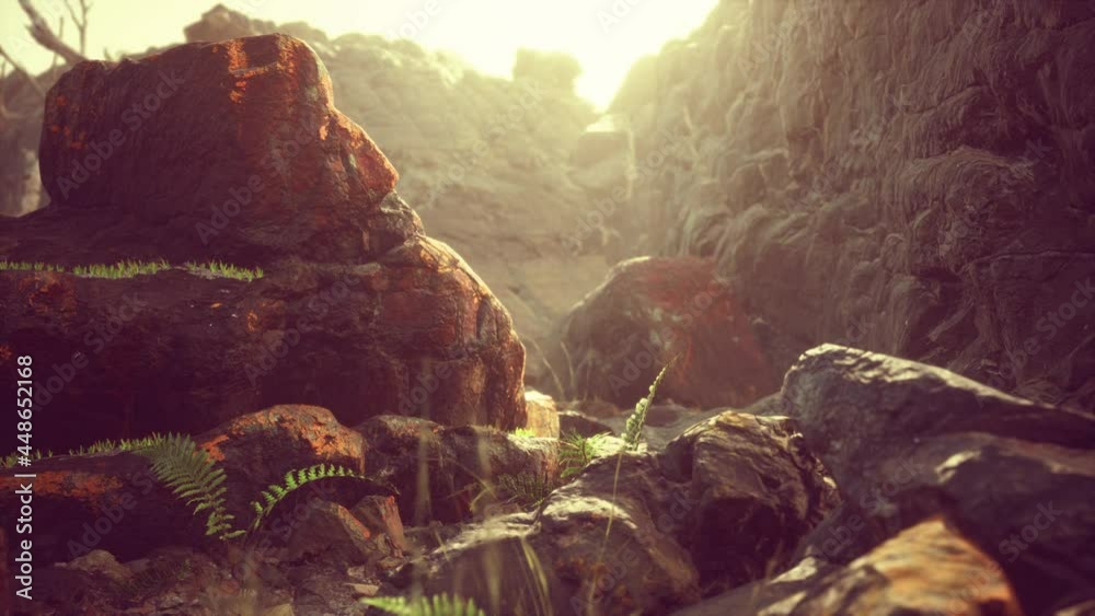 lava stone field with dead trees and plants