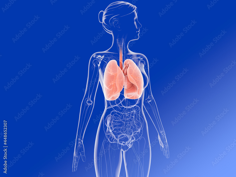 3d illustration of the anatomy of the lungs and bronchi highlighting