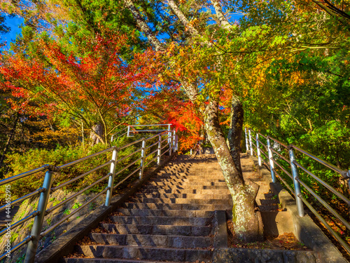 Japan nature. Multi-colored trees in the Japanese park. Fujikawaguchiko city park landscape. Japan nature in autumn day. Japanese red maples in the park. Traditional Japanese maple.