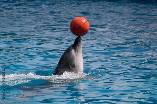 a dolphin in the water with a ball on nose